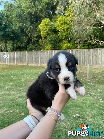 Australian Shepherd Puppies!!