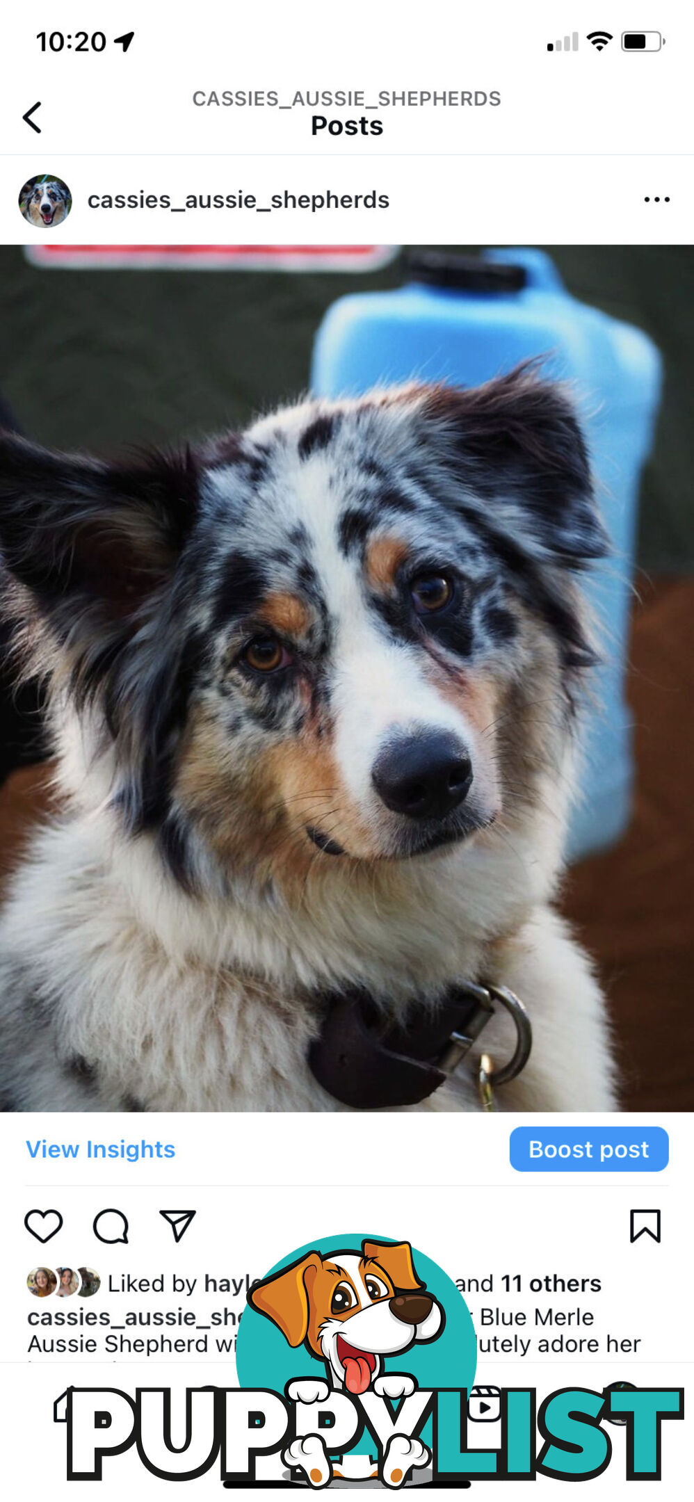 Australian Shepherd Puppies!!