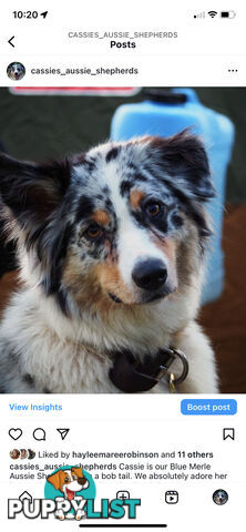 Australian Shepherd Puppies!!