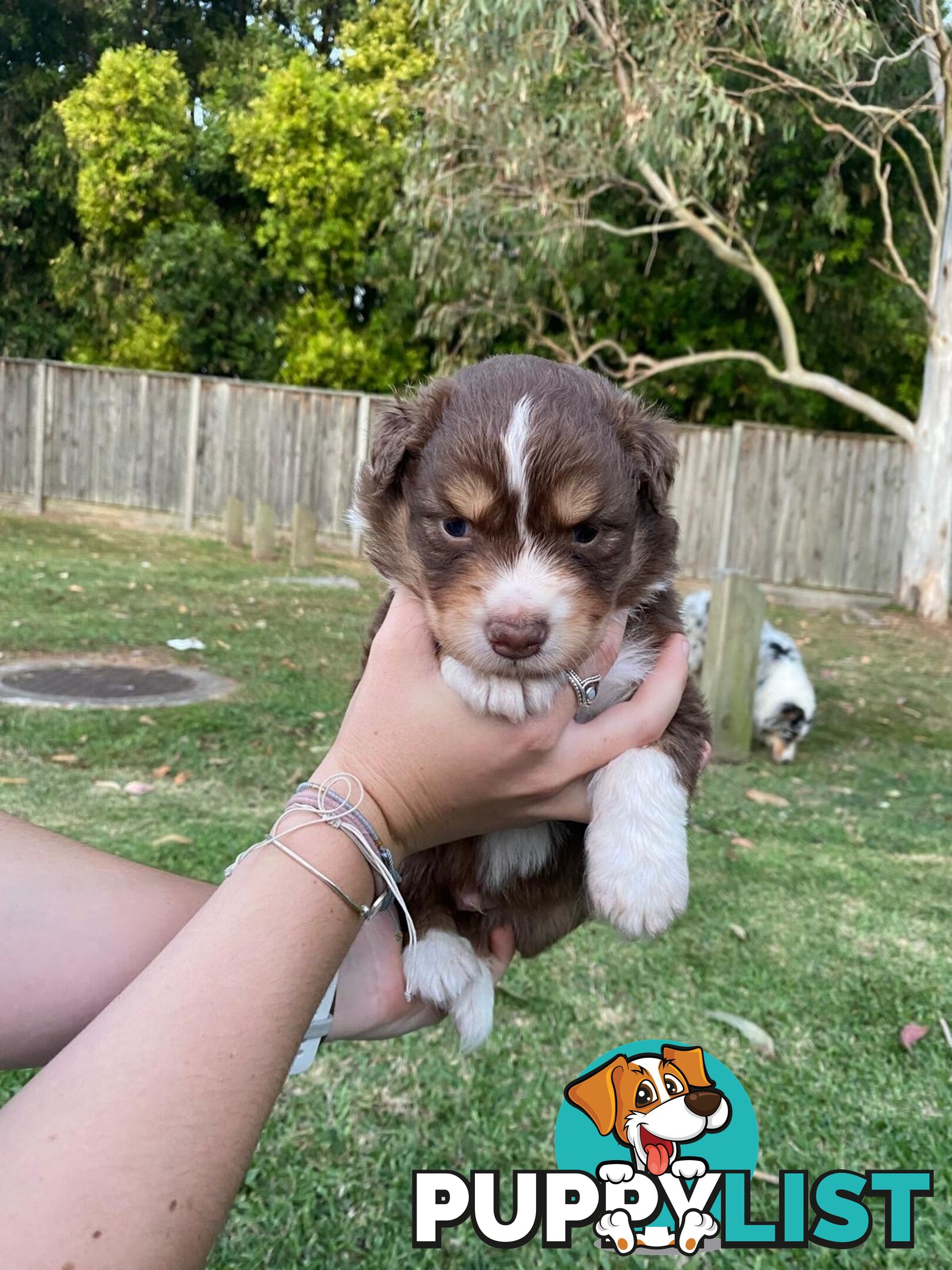 Australian Shepherd Puppies!!