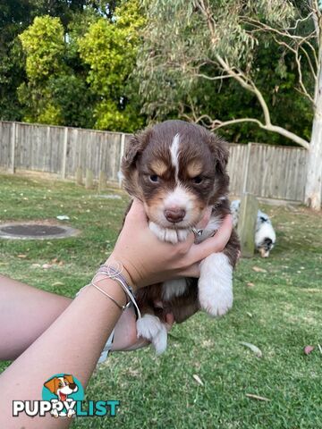 Australian Shepherd Puppies!!