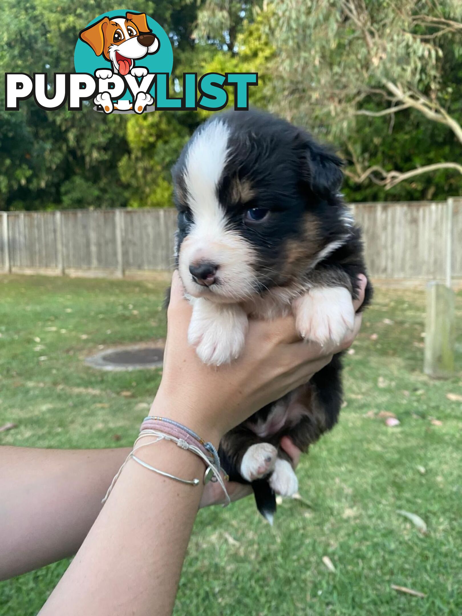 Australian Shepherd Puppies!!