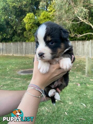 Australian Shepherd Puppies!!