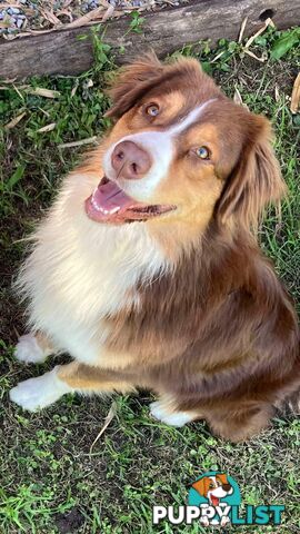 Australian Shepherd Puppies!!