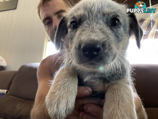 Australian cattle dogs blues and tri colour.  3 boys and 1 girl left