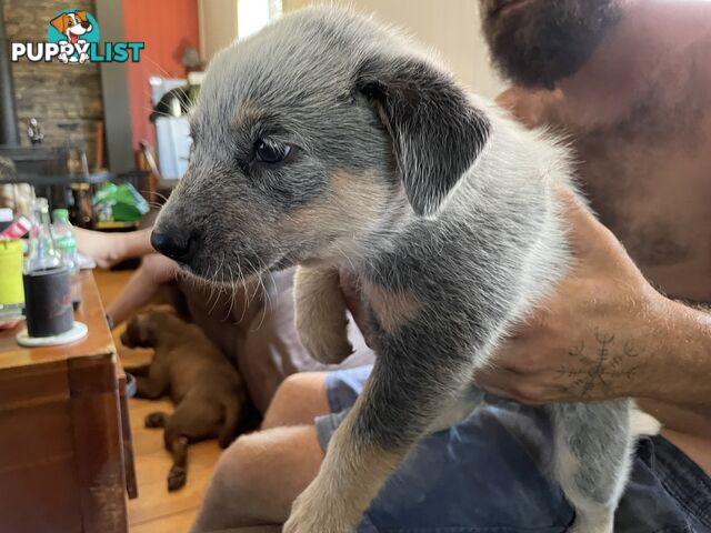 Australian cattle dogs blues and tri colour.  3 boys and 1 girl left