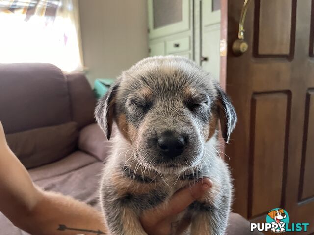 Australian cattle dogs blues and tri colour.  3 boys and 1 girl left