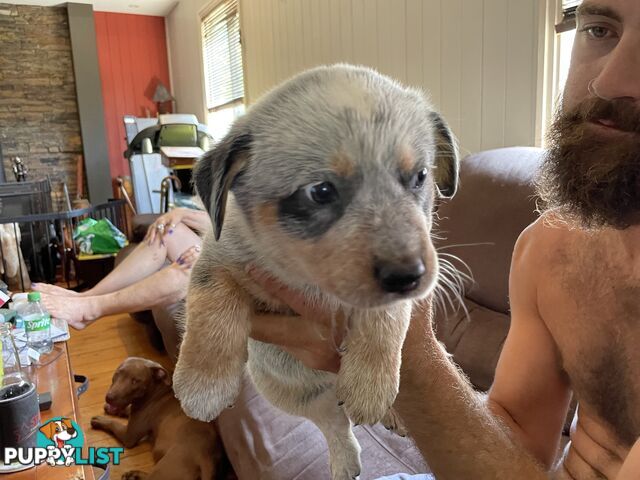 Australian cattle dogs blues and tri colour.  3 boys and 1 girl left