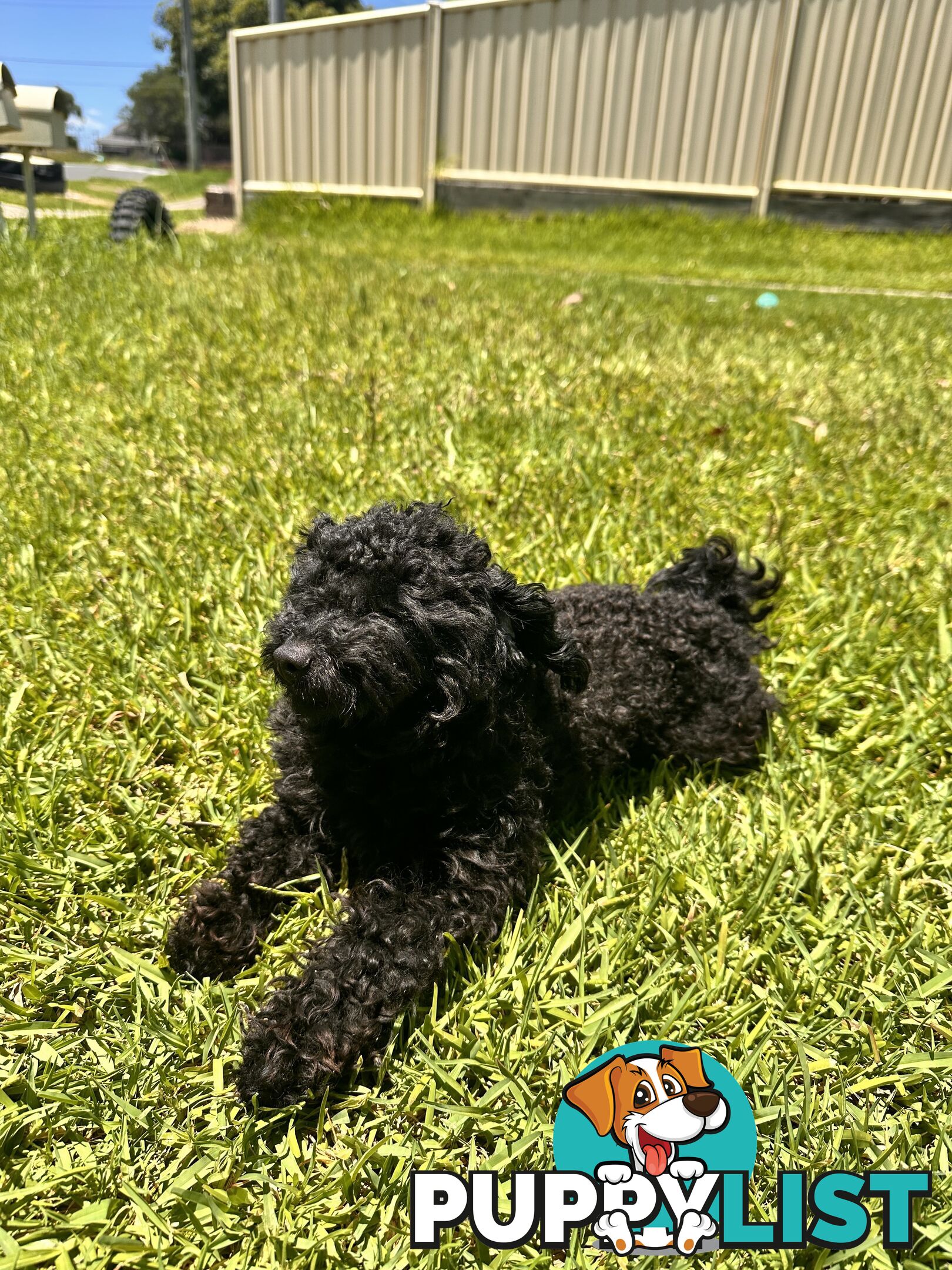 Tiny Bundles of Joy Toy Poodle Puppies Ready for Their Forever Home!