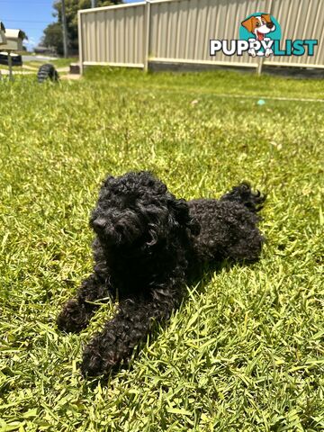 Tiny Bundles of Joy Toy Poodle Puppies Ready for Their Forever Home!