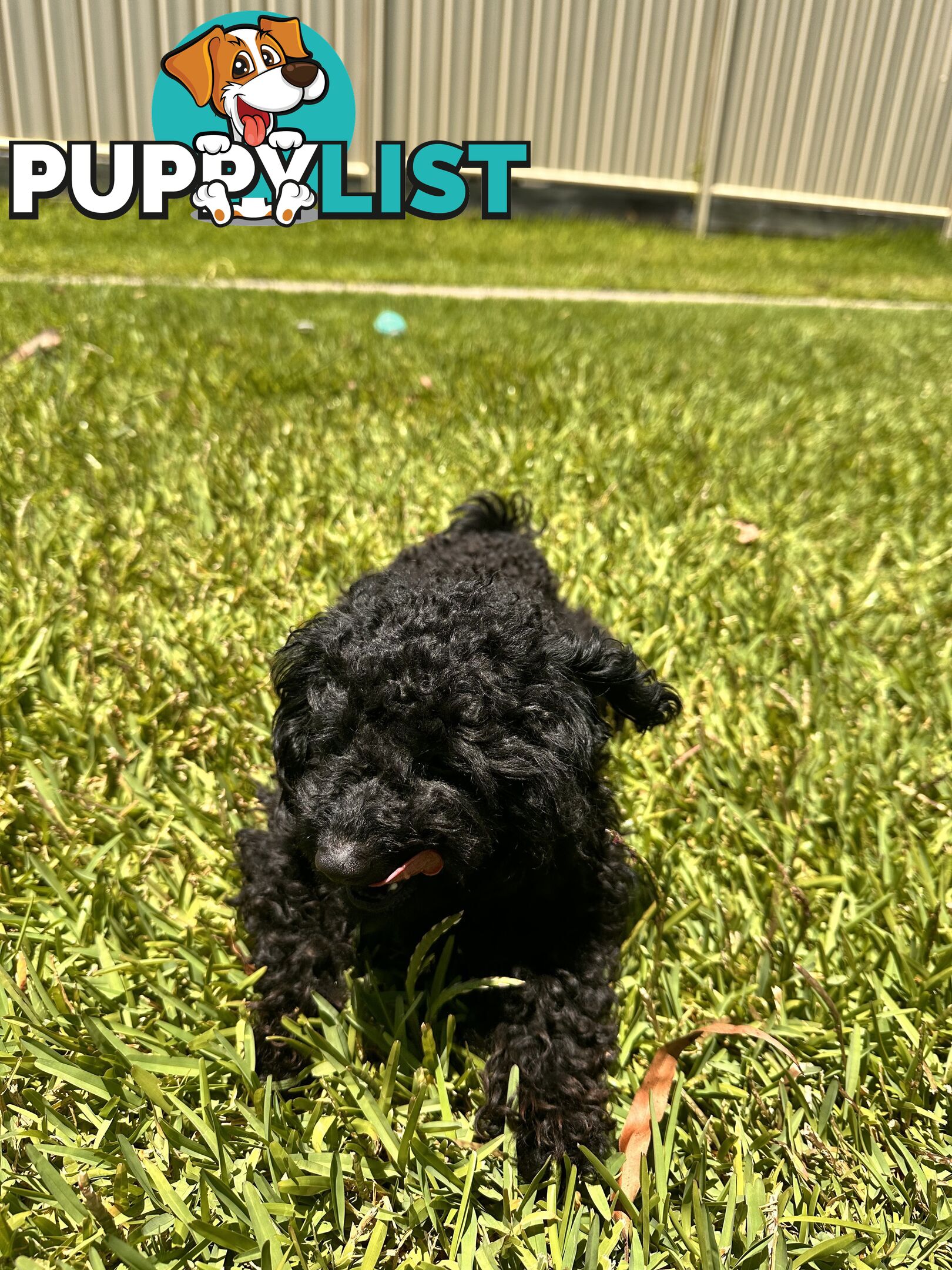 Tiny Bundles of Joy Toy Poodle Puppies Ready for Their Forever Home!