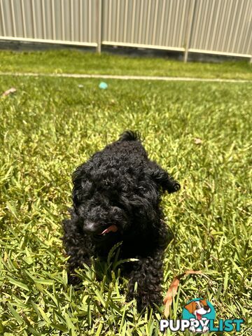 Tiny Bundles of Joy Toy Poodle Puppies Ready for Their Forever Home!