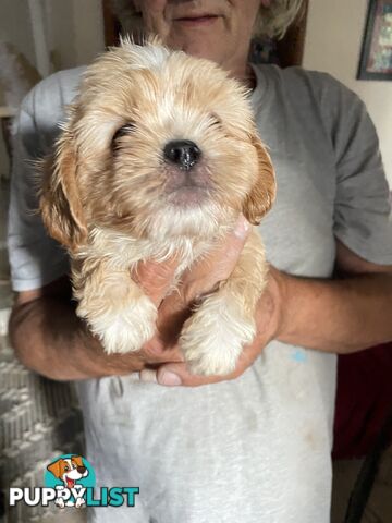 Maltese/cavalier