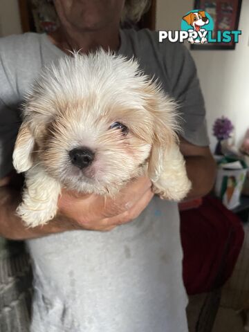 Maltese/cavalier