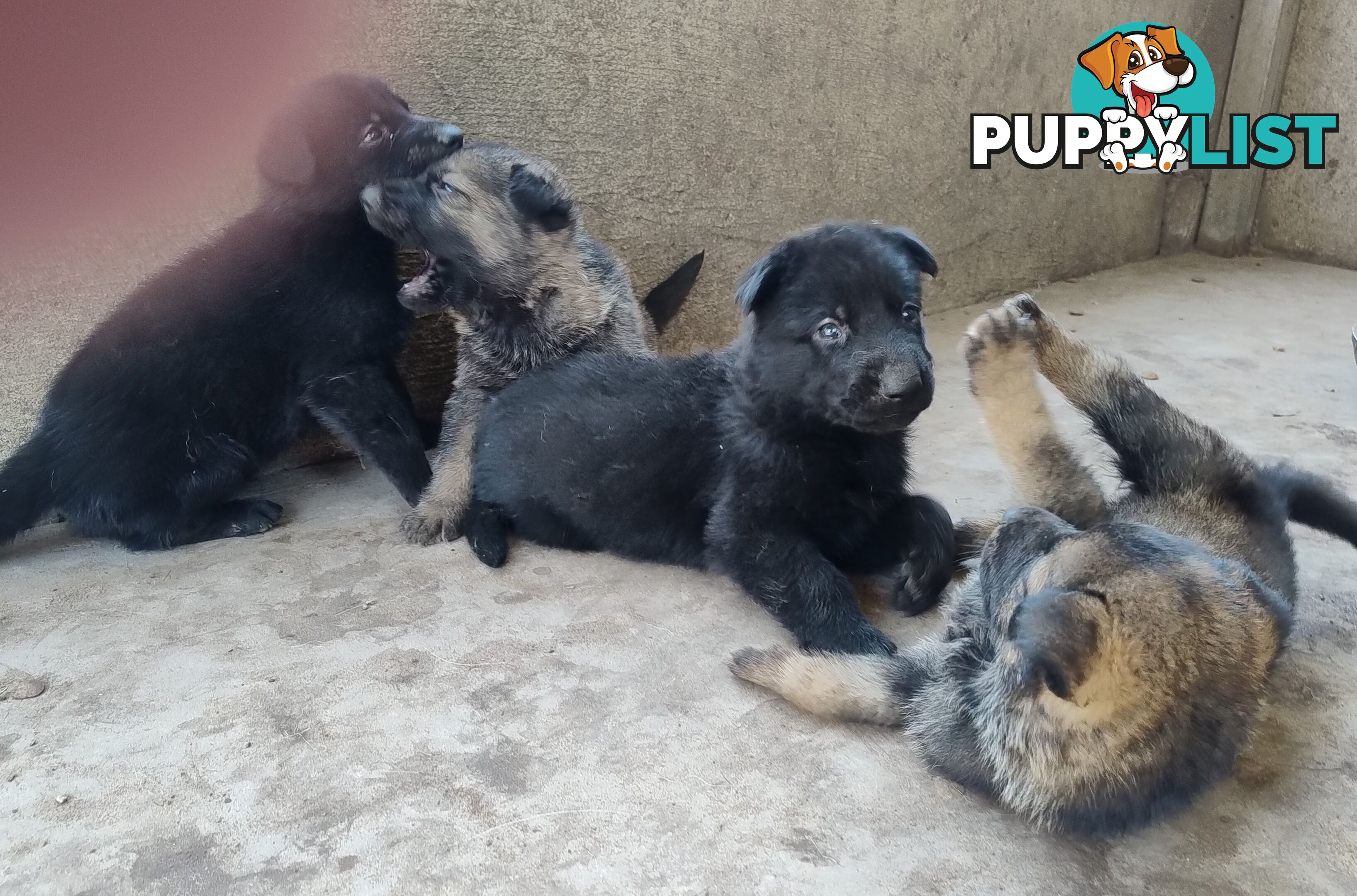 Black German Shepherd puppies