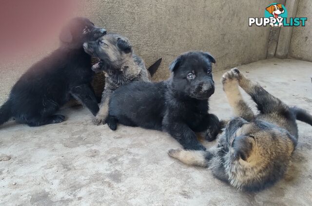 Black German Shepherd puppies