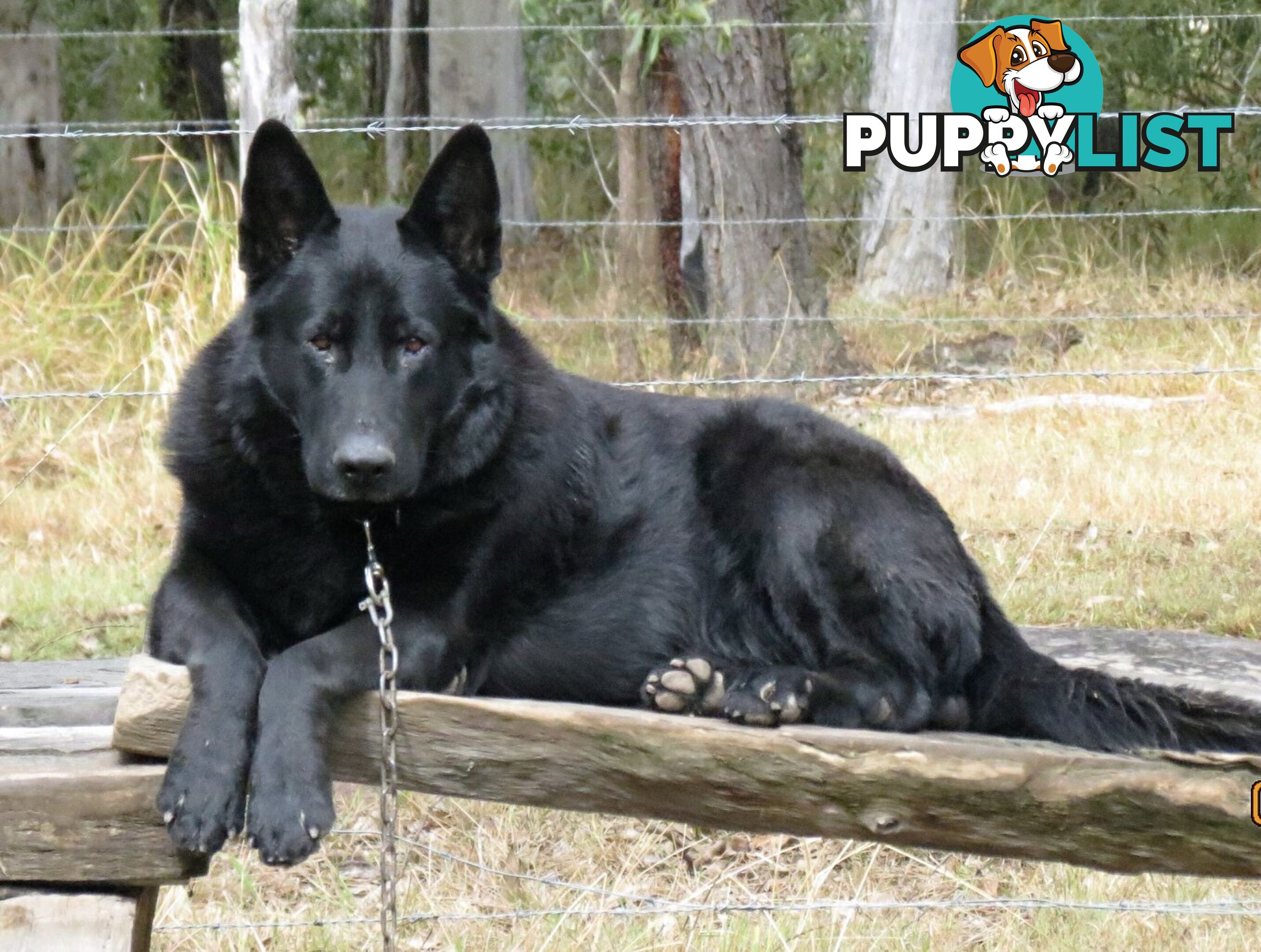 Black German Shepherd puppies