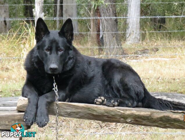 Black German Shepherd puppies