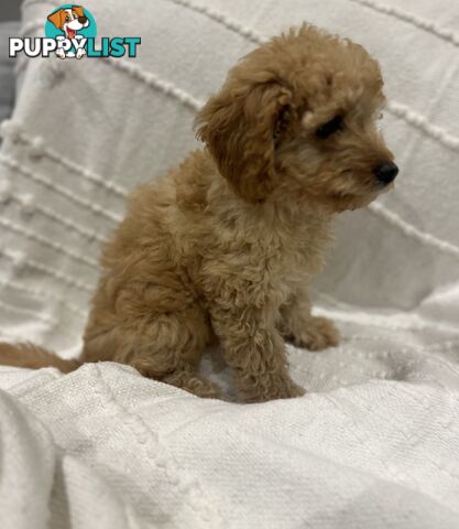 Adorable Cavoodle / Toy Poodle  pups - 3 males