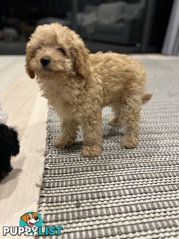 Adorable Cavoodle / Toy Poodle  pups - 3 males