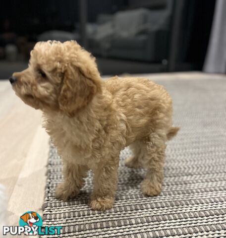 Adorable Cavoodle / Toy Poodle  pups - 3 males