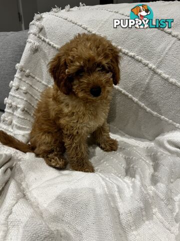 Adorable Cavoodle / Toy Poodle  pups - 3 males