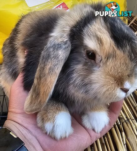 Adorable Mini Lop Bunnies for Sale – 1 Female &amp;amp; 1 Male (Born June 30)