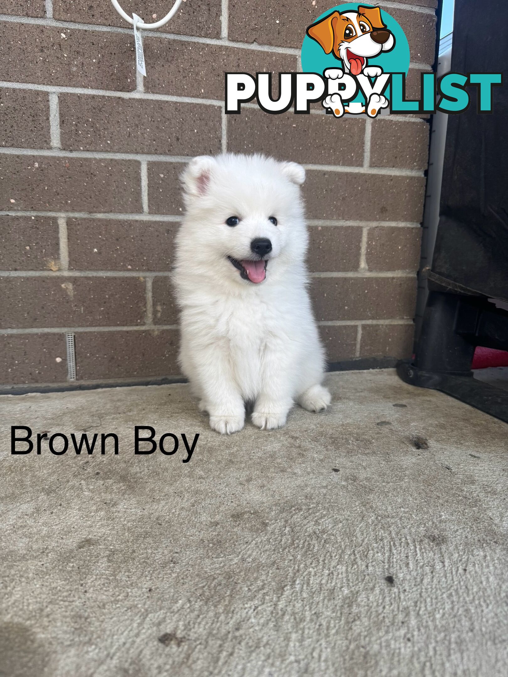 Japanese Spitz Puppies