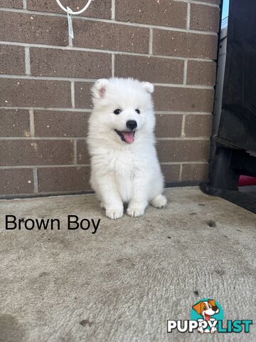 Japanese Spitz Puppies