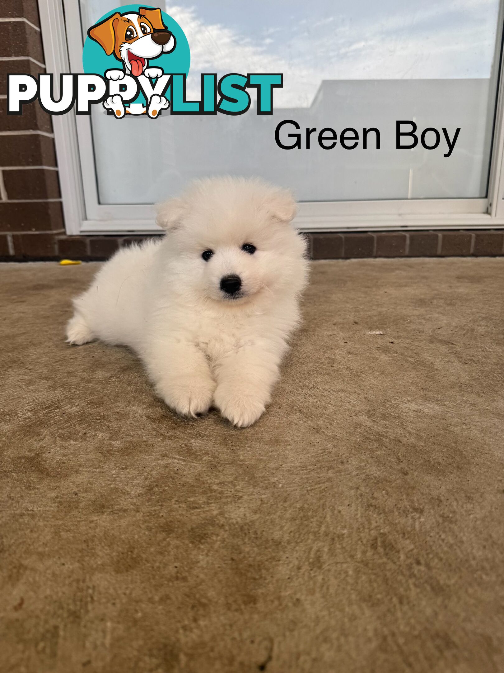 Japanese Spitz Puppies