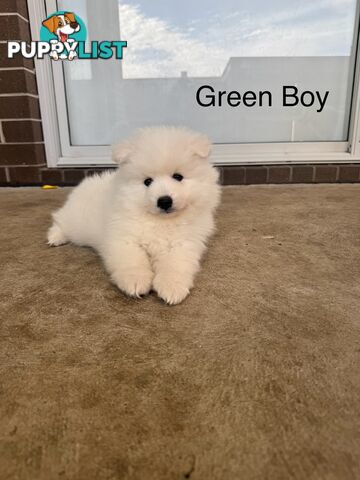 Japanese Spitz Puppies