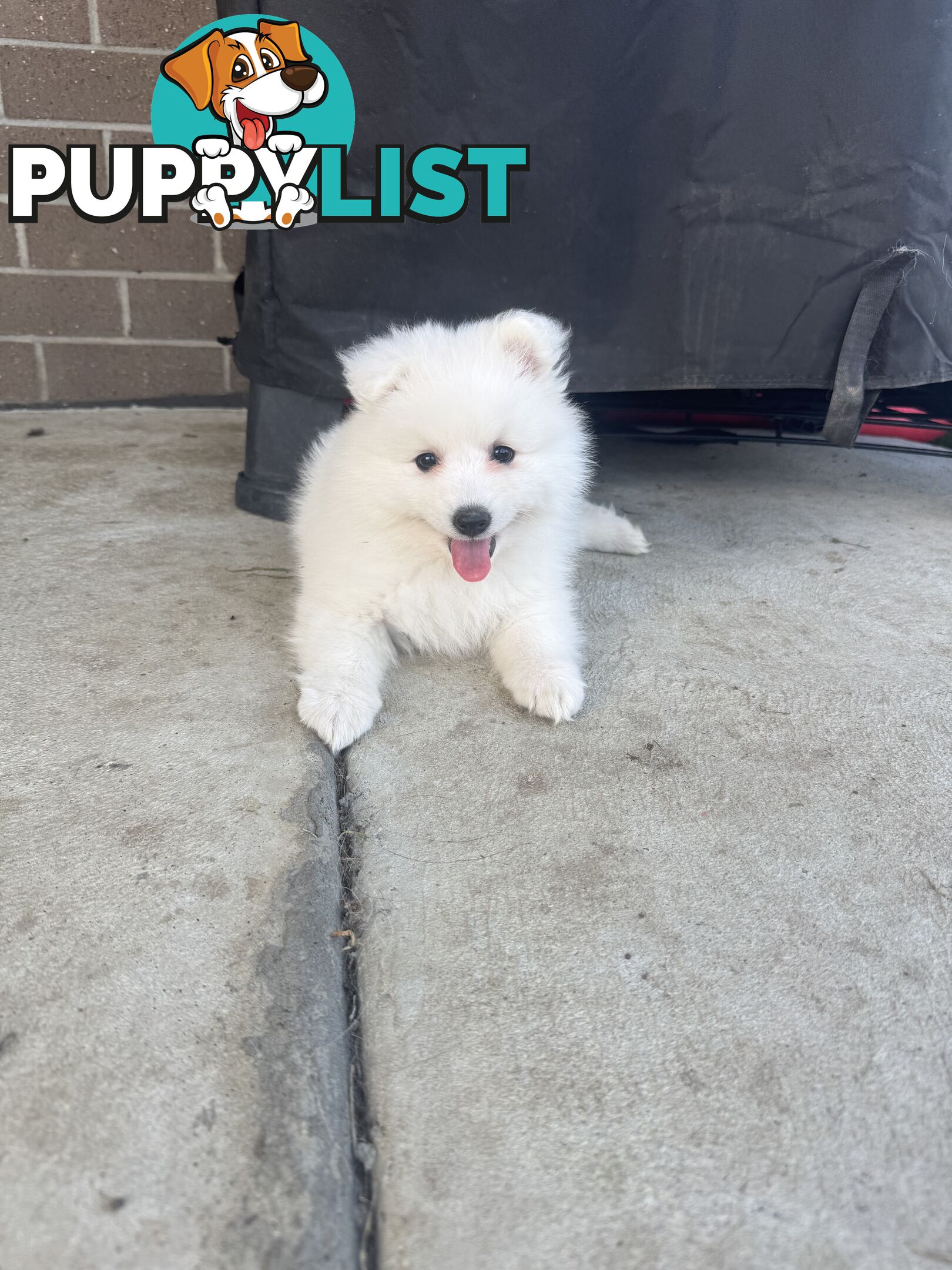 Japanese Spitz Puppies