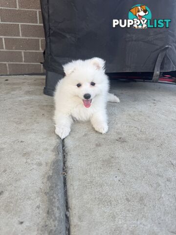 Japanese Spitz Puppies