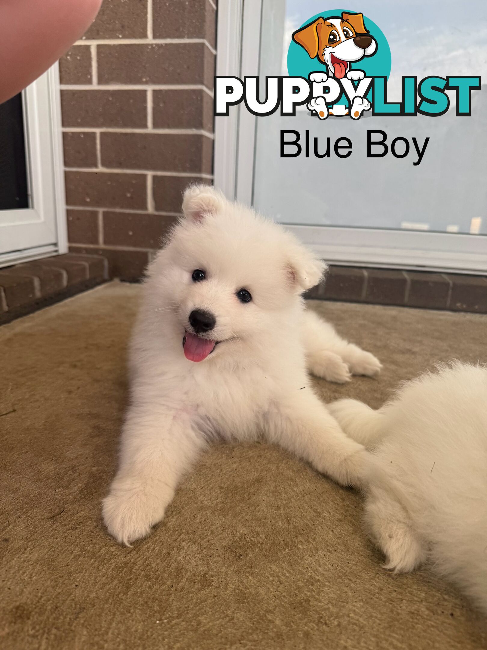 Japanese Spitz Puppies