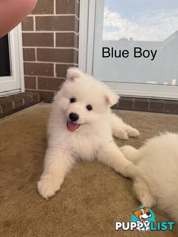 Japanese Spitz Puppies