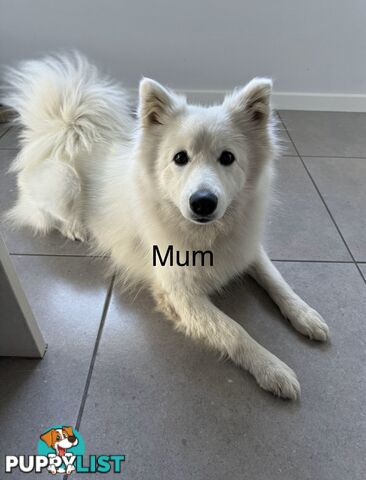 Japanese Spitz Puppies