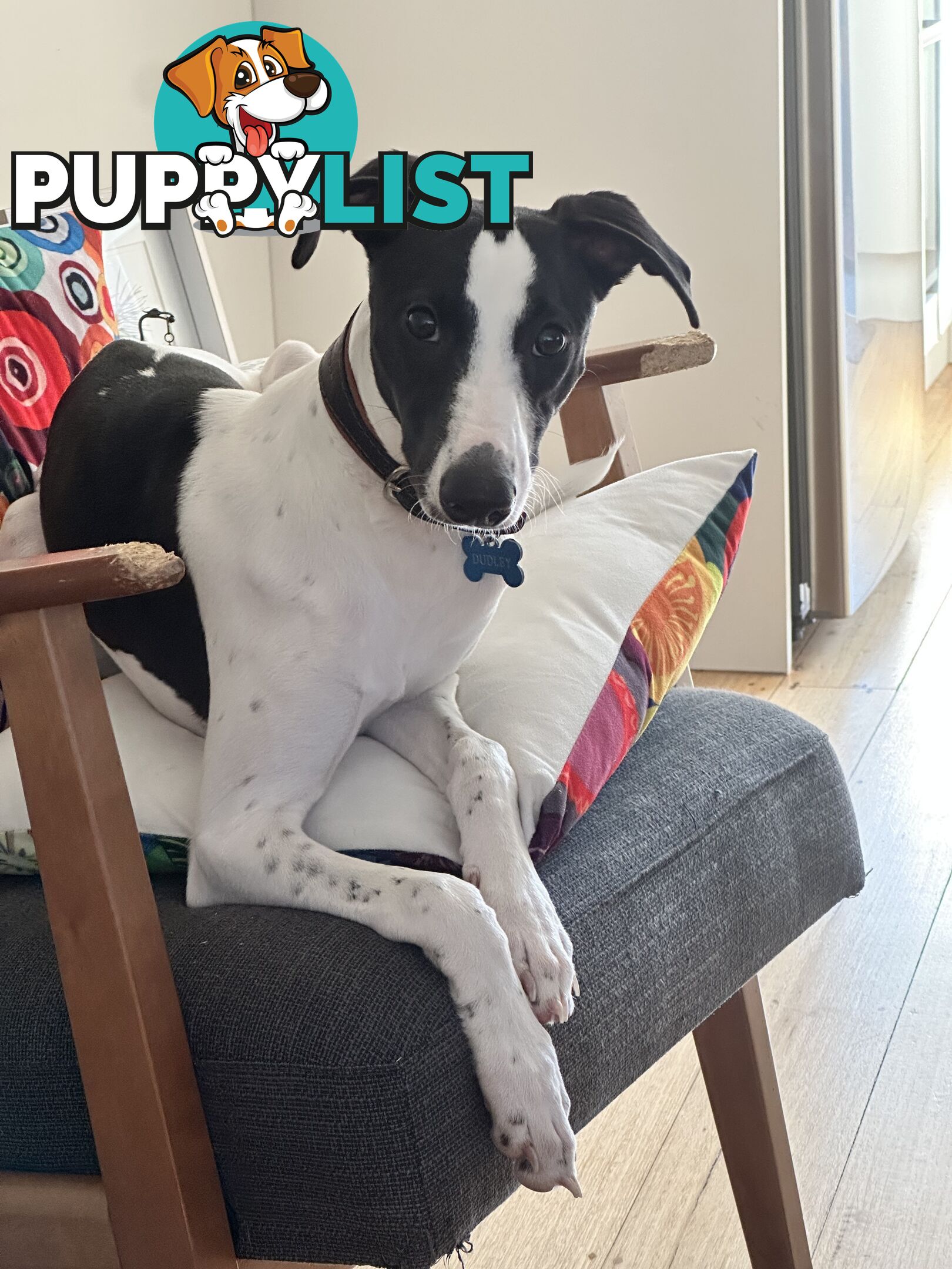 Dudley 8 month old Whippet
