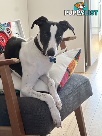 Dudley 8 month old Whippet