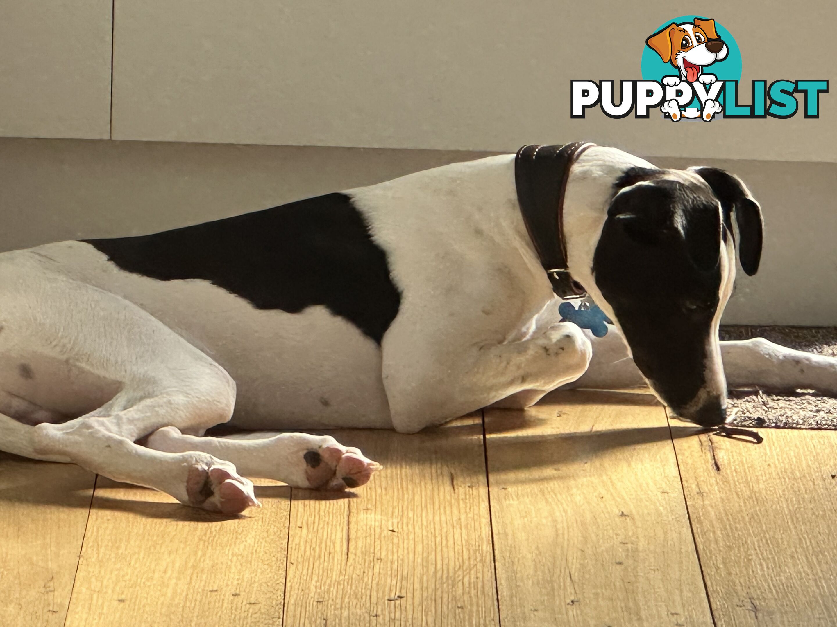 Dudley 8 month old Whippet