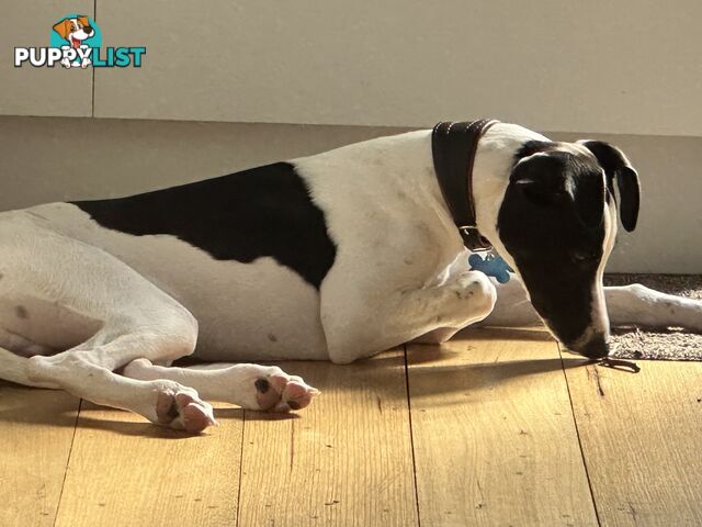 Dudley 8 month old Whippet