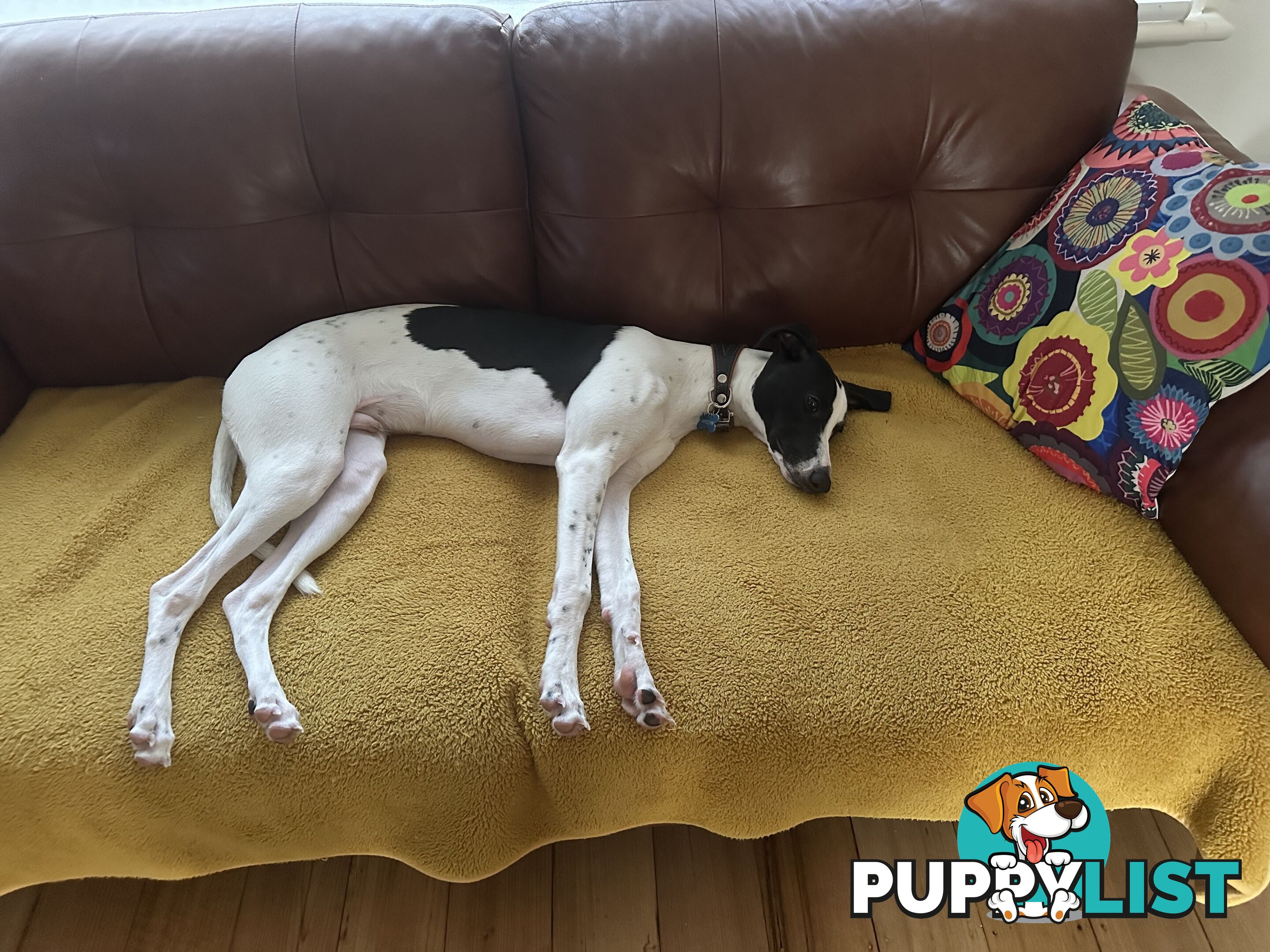 Dudley 8 month old Whippet