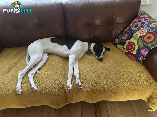 Dudley 8 month old Whippet