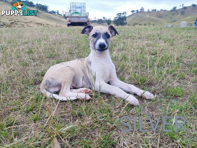 WHIPPET PUPS FOR SALE