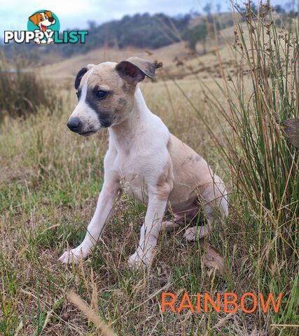 WHIPPET PUPS FOR SALE