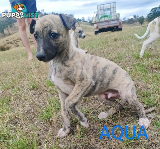 WHIPPET PUPS FOR SALE