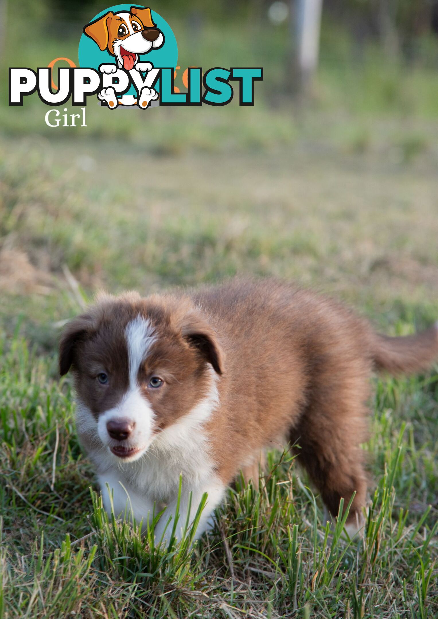 Purebred Border Collie Puppies