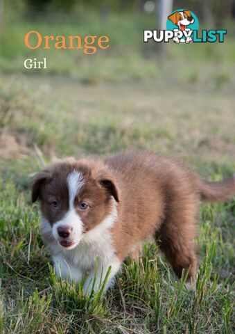 Purebred Border Collie Puppies