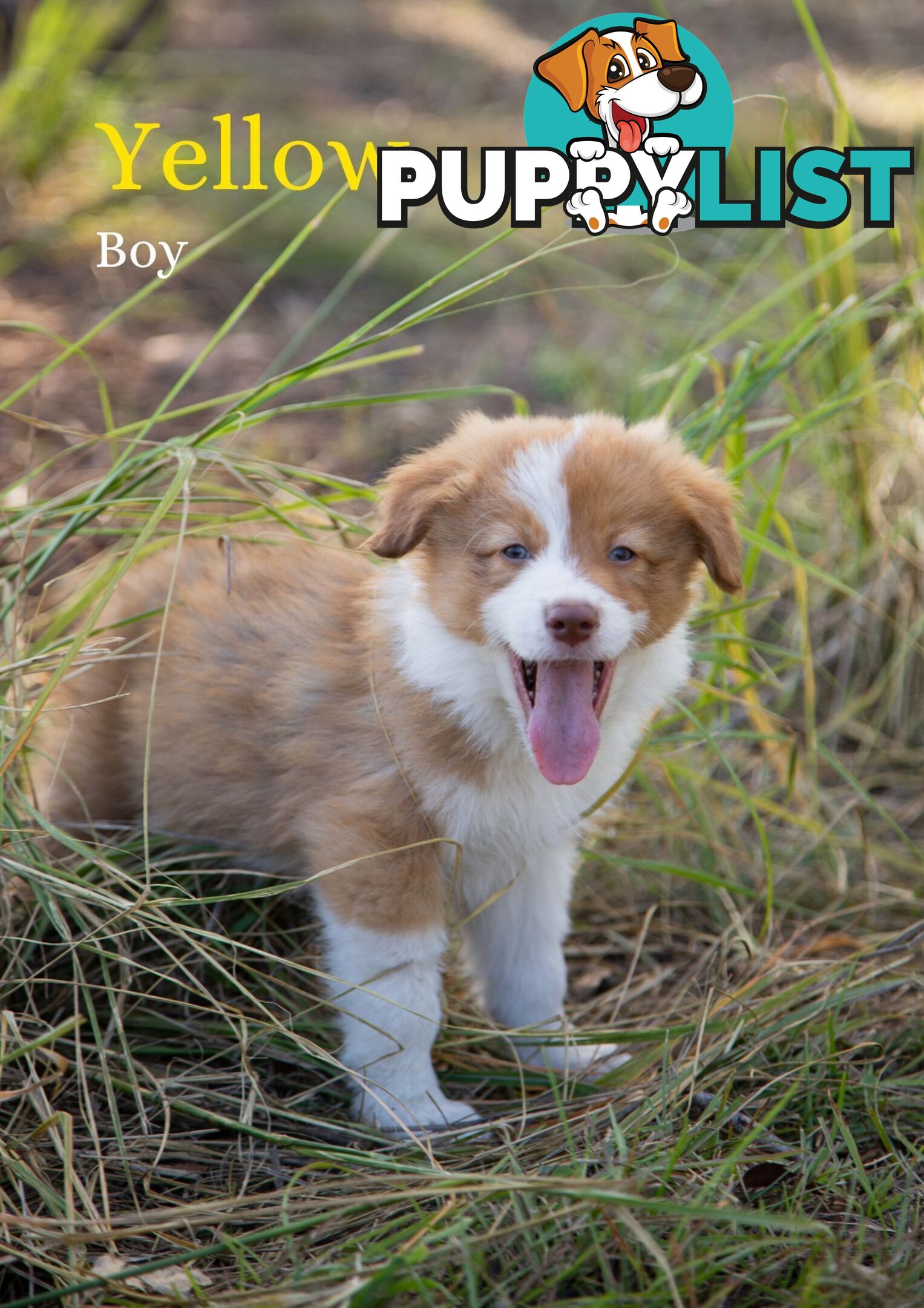 Purebred Border Collie Puppies