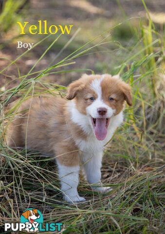 Purebred Border Collie Puppies