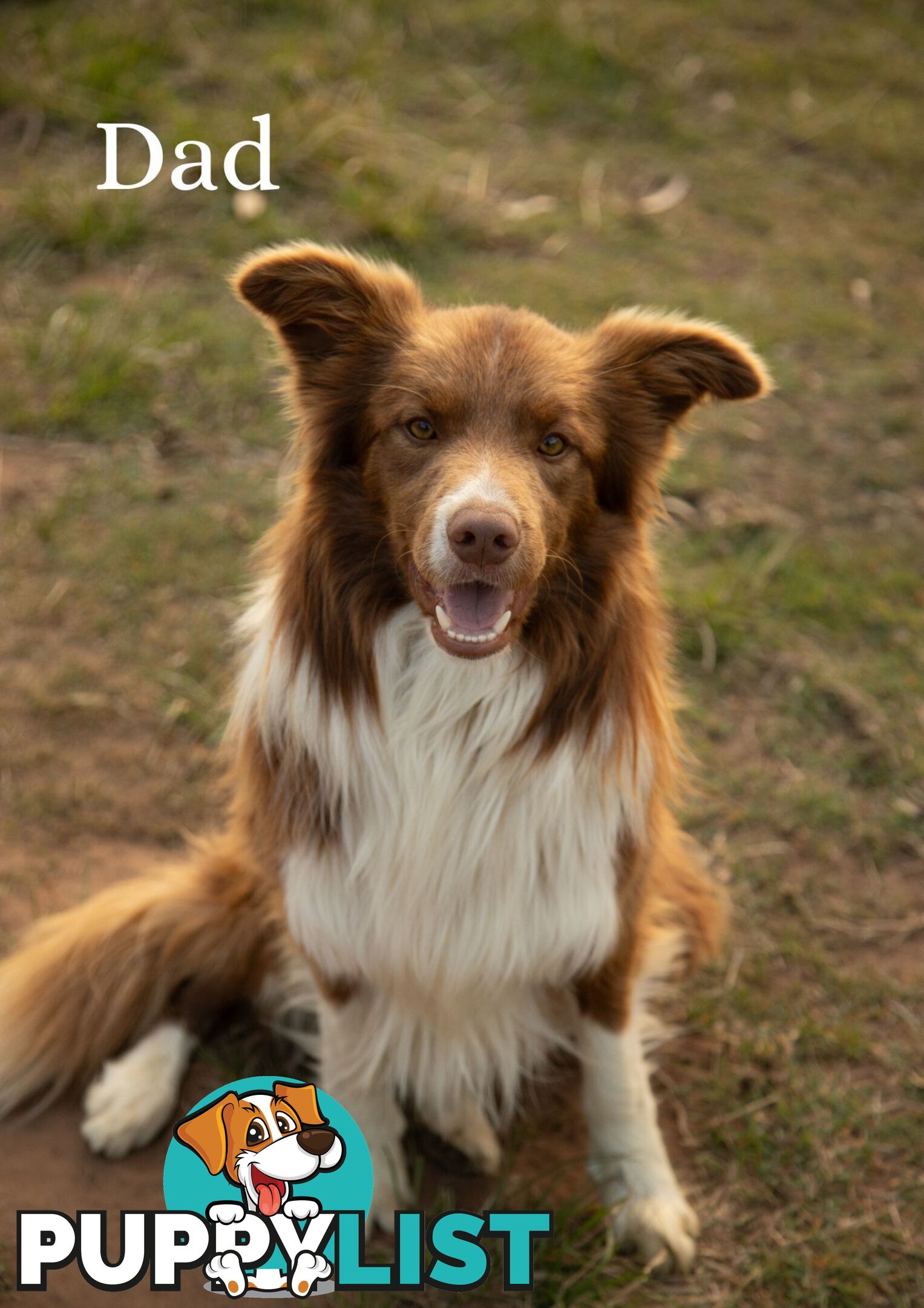 Purebred Border Collie Puppies